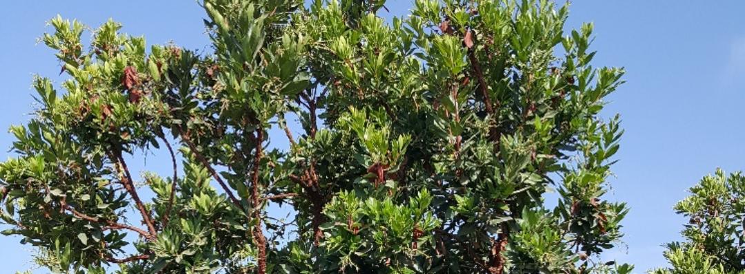 Arbutus.jpg